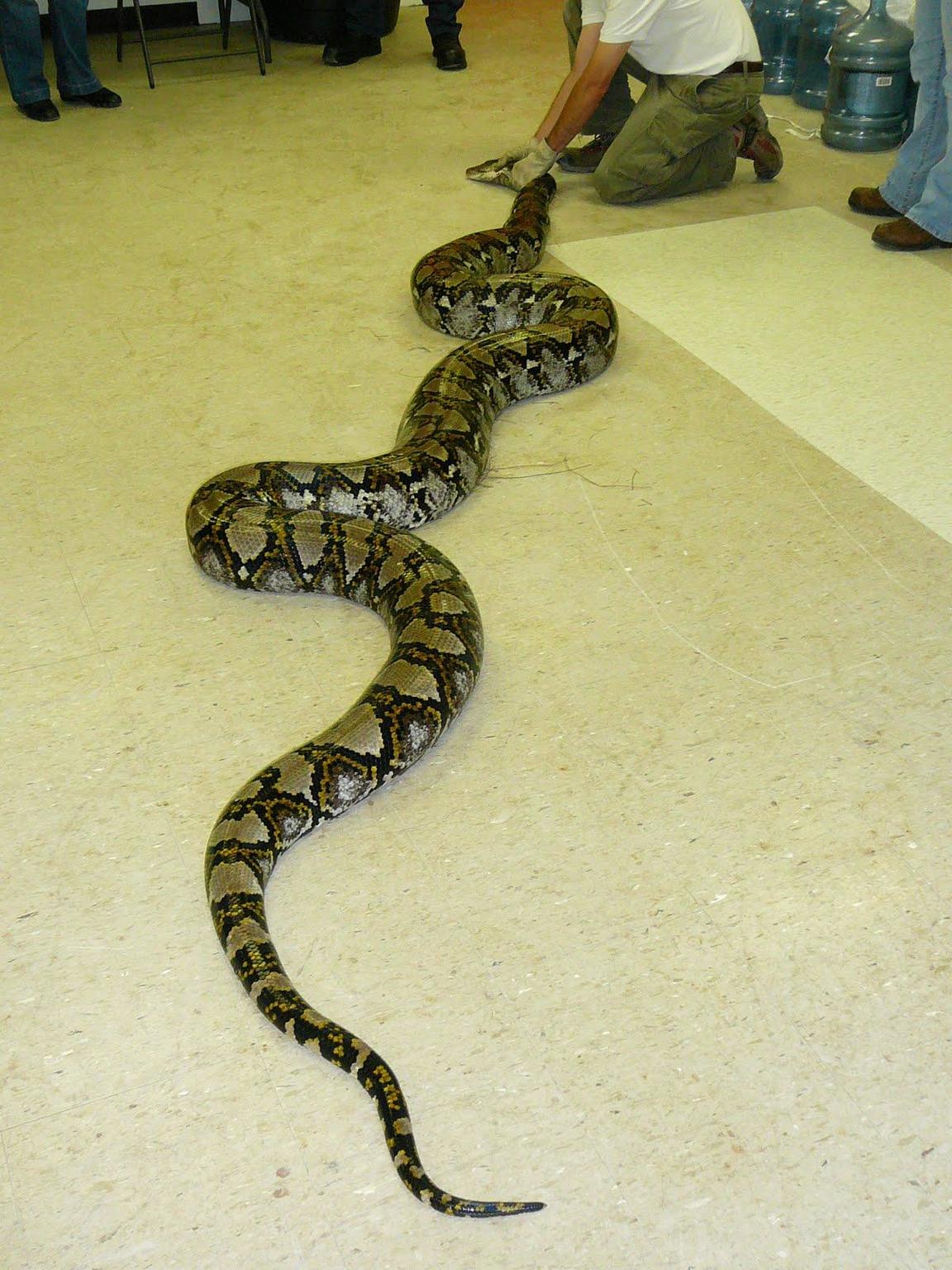 EDDMapS Record ID: 1184754 - reticulated python (Python reticulatus ...