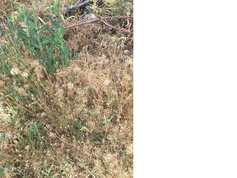 EDDMapS Record ID: 7628804 - cutleaf vipergrass (Scorzonera laciniata
