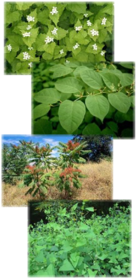 noxious weed images